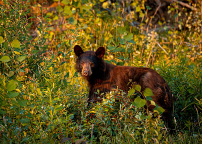 Yukon 1000 race photos Aldis Toome