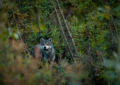 Yukon 1000 race photos Aldis Toome